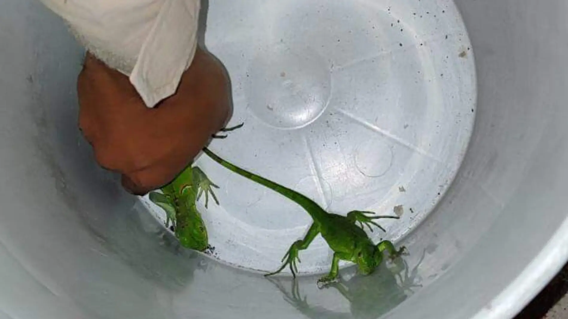 Iguana y serpiente Foto. Policía de Guadalajara   (1)